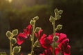 Red flowers and green buds. Cropped shot of mallow flowers. Royalty Free Stock Photo