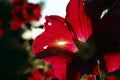 Red flowers and green buds. Cropped shot of mallow flowers. Royalty Free Stock Photo