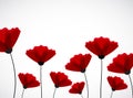 Abstract nature background. Red poppy flowers. Royalty Free Stock Photo