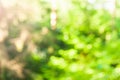 Blur Forest Nature Royalty Free Stock Photo