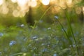 Abstract nature blurred bokeh background. Spring blue wild flowers and green grass and plants on meadow in sunlight closeup Royalty Free Stock Photo