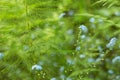 Abstract nature blurred bokeh background. Spring blue wild flowers in grass Royalty Free Stock Photo