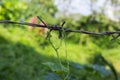 Abstract nature, climbing plant grows over barbed wire