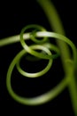 Abstract Nature of Creeping Plant : Light & Line of nature look to relax and smooth.