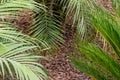 Abstract nature cycas plant background. Leaves and Floral background. Tropical rainforest. Summer nature forest green Royalty Free Stock Photo