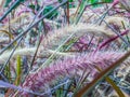 Abstract nature, flowers glass background