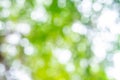 Abstract nature green blur background with bokeh