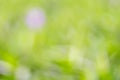 Abstract nature green blur background with bokeh