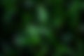 Abstract nature green blur background with bokeh Royalty Free Stock Photo