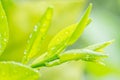Abstract nature, green lemon leaves blurred Royalty Free Stock Photo