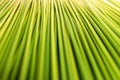 Abstract Nature green stripe texture background with papyrus plant Royalty Free Stock Photo