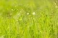 Abstract nature green yellow background. Spring summer meadow grass, horsetail and plants with beautiful bokeh Royalty Free Stock Photo