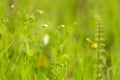 Abstract nature green yellow blurred background. Spring summer meadow grass, little white flowers with bud and plants, bokeh Royalty Free Stock Photo