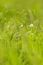 Abstract nature green yellow blurred background. Spring summer meadow grass, little white flowers with bud and plants with bokeh Royalty Free Stock Photo