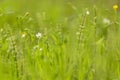 Abstract nature green yellow blurred background. Spring summer meadow grass, little white flowers and plants with beautiful bokeh Royalty Free Stock Photo