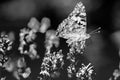 Abstract nature macro, butterfly on lavender flowers in black and white process. Artistic natural summer closeup Royalty Free Stock Photo