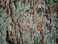 Abstract Nature Pattern: Cracked Tree Trunk Skin with Pale Green Algae. Royalty Free Stock Photo