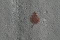 Abstract nature photography: almost fossilized fallen brown leaf imprint on hard grey ground in the city color photo.