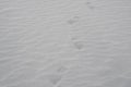 Abstract Nature Scene of walking footprint on white Sand dune texture background at Hunder Sand dune Nubra Valley , Leh Ladakh , j Royalty Free Stock Photo