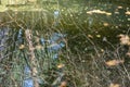 Abstract nature texture on the water. Plant reflections in water. Royalty Free Stock Photo
