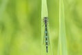 Abstract nature variable damselfly