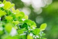 Abstract nature view of green plants, freshness of green leaves