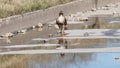 The Dry Patches of Life-hawk walk water- Royalty Free Stock Photo