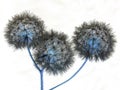 Abstract negative pic: three dandelion flowers