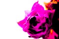 Abstract neon composition with peony tulips in the form of pink spots on a white background. Royalty Free Stock Photo