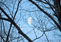 Abstract - Network of Branches of Trees with Blue Sky and White Crescent shaped Moon in Background