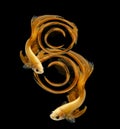 Abstract Number eight fihting fish for desige concept. Orange si Royalty Free Stock Photo