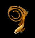 Abstract Number nine fihting fish for desige concept. Orange siamese fighting fish isolated on black background. Royalty Free Stock Photo