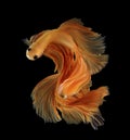 Abstract Number two fihting fish for desige concept. Orange siam Royalty Free Stock Photo