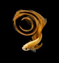 Abstract Number zero fihting fish for desige concept. Orange siamese fighting fish isolated on black background. Royalty Free Stock Photo