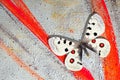 Abstract oil paint and bright apollo butterfly on canvas background. Royalty Free Stock Photo