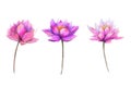 Abstract oil painting lotus flower. Illustration isolated of spring, summer flowers paint design over white background.