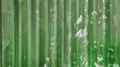 abstract old green galvanized corrugated metal sheet wall with rust used as background in close up view. Royalty Free Stock Photo