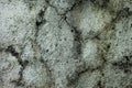Rusted cement concrete surface background Royalty Free Stock Photo
