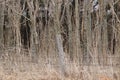 Abstract Old wooden fence post with barbwire in a pasture Royalty Free Stock Photo