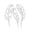 Abstract one line art of banana leaves. Elegant continuous line drawing. Minimal art leaves isolated on white backgroud