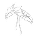 Abstract One Line Art Of Elephant Ears Leaves. Elegant Continuous Line Drawing. Minimal Art Leaves Isolated On White Backgroud