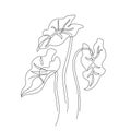 Abstract one line art of elephant ears leaves. Elegant continuous line drawing. Minimal art leaves isolated on white backgroud