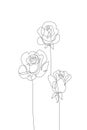 Abstract one line art of roses. Beautiful flowers composition isolated on white background Royalty Free Stock Photo