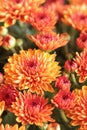 Abstract of Orange Chrysanthemums with Blurred Background