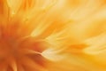 Abstract orange color gradient dandelion flower Royalty Free Stock Photo