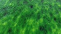Abstract organic wet slime, biological matter background. Seething flesh slush like motion backdrop