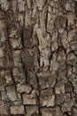 Pattern of the old wood peanut tree bark Royalty Free Stock Photo