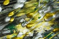 Abstract paint colorful silver golden green vivid shades, abstract texture Royalty Free Stock Photo