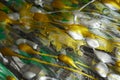 Abstract paint silver gold splashes colorful texture, blurred creative design