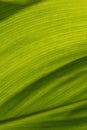 Abstract painted background banana leaf